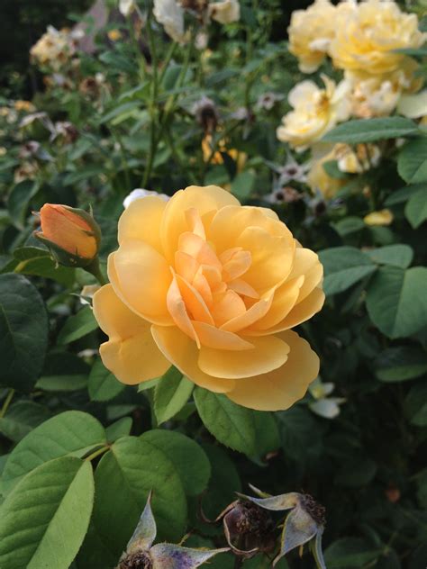 Yellow Rose of Texas | Yellow roses, Rose, Plants