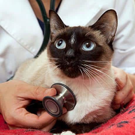 Heartworm Treatment for Cats: Expert Facts & Considerations - Catster