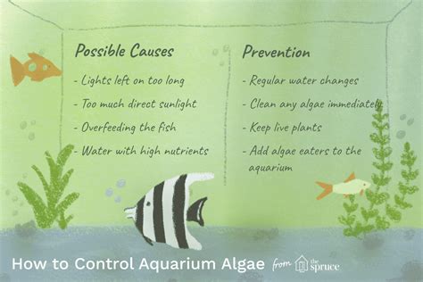 How to Control Aquarium Algae