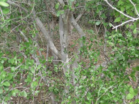 Foraging Texas: Persimmon - Texas