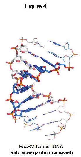 Distortion of the EcoRV recognition sequence | Download Scientific Diagram