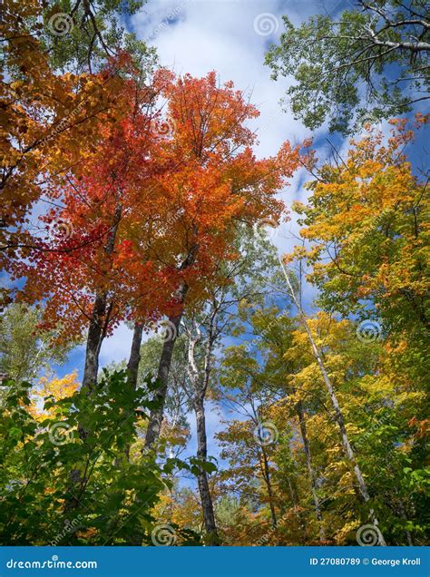 Autumn tree canopy view. stock image. Image of birch - 27080789