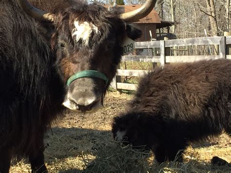 Yaks, Donkeys, Kangaroos, and More at the Ark Zoo | Ark Encounter