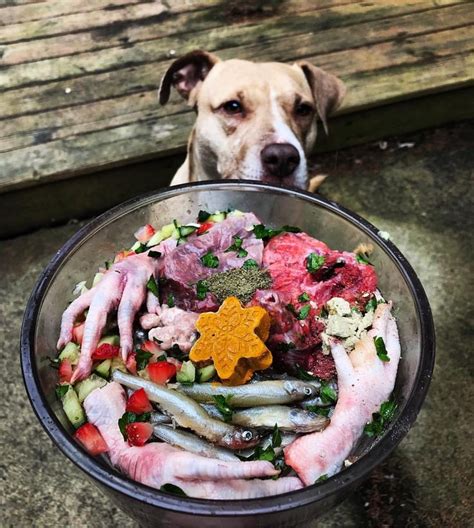 olivia on Instagram: “@rawfeedingmiami beef lung, smelts, lamb brain ...