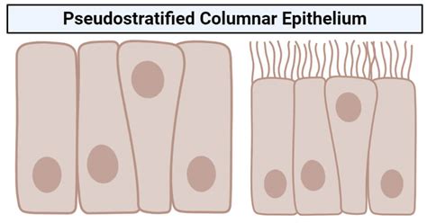 Stratified Columnar Epithelium Diagram - Body Tissues Tissues Groups Of Cells With Similar ...