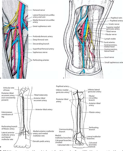 Lateral Femoral Circumflex