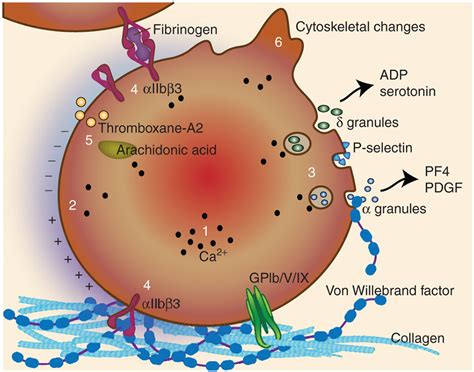 The mechanisms of platelet adhesion, activation, and secretion. The... | Download Scientific Diagram