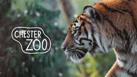 Chester Zoo told to prepare to remain closed ‘indefinitely’ putting the future survival of the ...