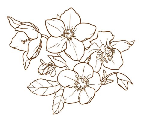 Free Printable Flower Patterns To Trace