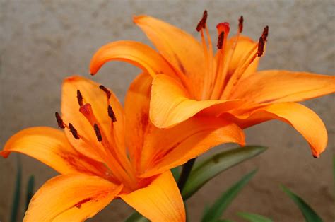 Orange Lilies 2 Photograph by Amy Fose | Fine Art America