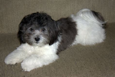 Shichon Teddy Bear (Shih Tzu-Bichon mix) Info, Temperament, Puppies, Pictures