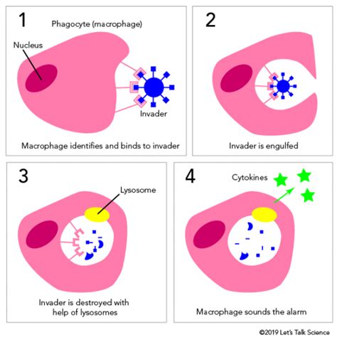 The Immune Response - Let's Talk Science