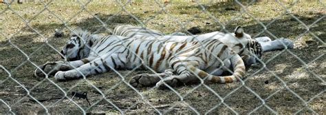 Wildlife of Mauritius in 2024