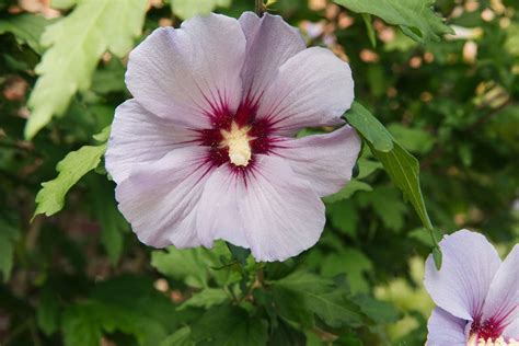 15 Rose of Sharon Varieties for Your Landscape