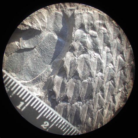 Lepidodendron outer bark - Member Collections - The Fossil Forum