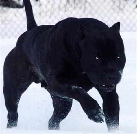 Scary Dogs: The Scariest Dog Breeds In The World (+Photos)