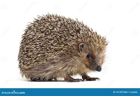 European Hedgehog, Erinaceus Europaeus Stock Photo - Image of length, away: 161291464