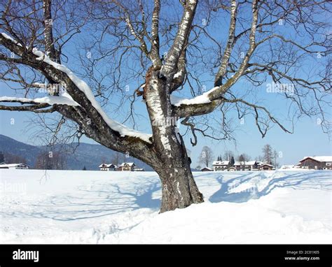 winter in bavaria Stock Photo - Alamy