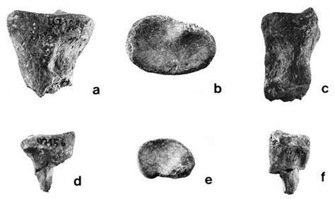 Amphicyonidae indet. miscellaneous, SMNS 47128: fragmentary radius in ...