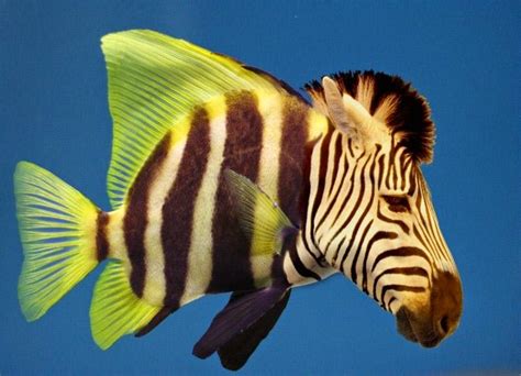 It's a Zebra, It's a Fish- It's a Zebrafish!