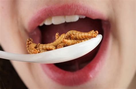 Entomophagy |Insects as Food | Nutrition and Benefits - CricketInsect.com