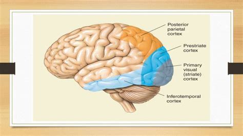 Occipital Lobe