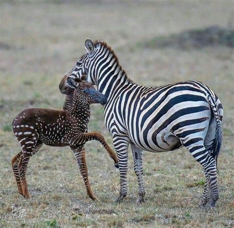 Zebra spotted zebra | Animals beautiful, Rare animals, Animals wild