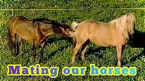 Horse mating (Estonian Native Horses mating in nature) | Estonian Native Stallion Rannik 747E ...