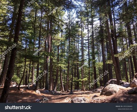 2,177 Deodar Tree Images, Stock Photos & Vectors | Shutterstock