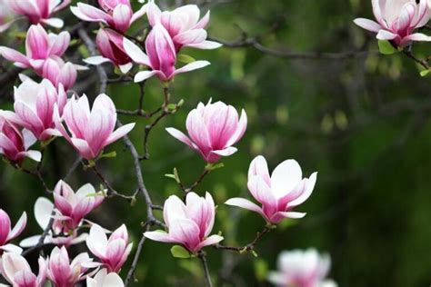 25 Magnolia Tree Varieties - Types of Magnolia Trees - Garden Gear Shop