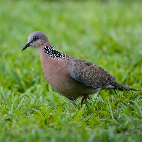 Hawaiʻi Birding Trails | spotted dove