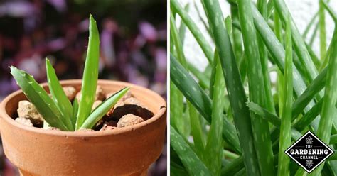 How To Propagate Aloe Vera - Gardening Channel