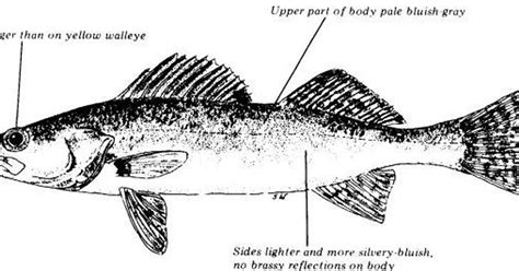 Blue pike extinct, but did they ever really exist?