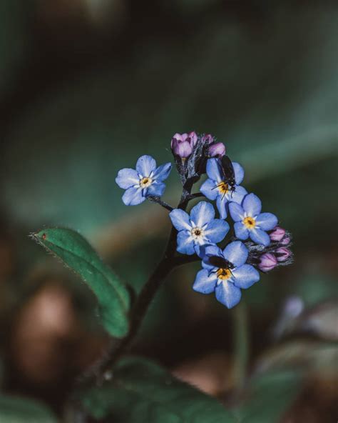 Forget Me Not flower meaning, origins, and other interesting facts