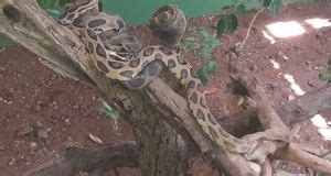 Katraj Snake Park Pune Timings, Entry Fee, Ticket Cost Price; Katraj Snake Park Opening ...