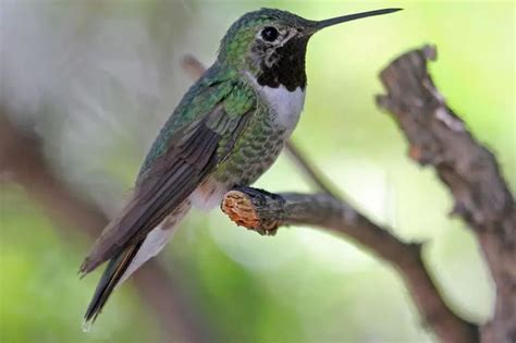 The 4 Common Hummingbirds of Colorado - Bird Feeder Hub