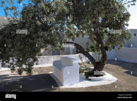 Olive tree in Oia on Santorini island (Greece Stock Photo - Alamy