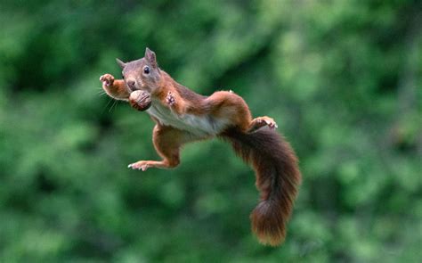 Photos of Squirrels Jumping with Nuts | PetaPixel