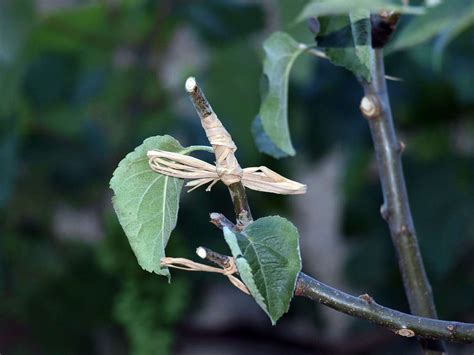 Grafting Plants Techniques, Ideas, Tips, and Secrets | Gardening Tips