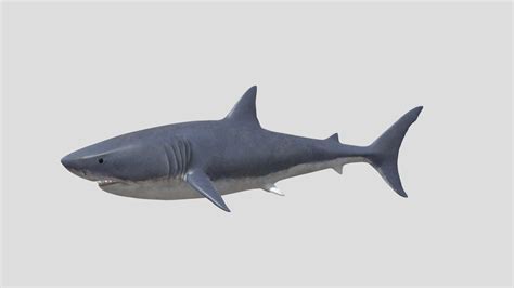 Ikan Hiu - 3D model by avismairinal [33039a0] - Sketchfab