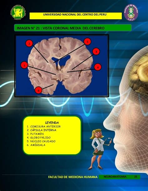 Atlas neuroanatomia