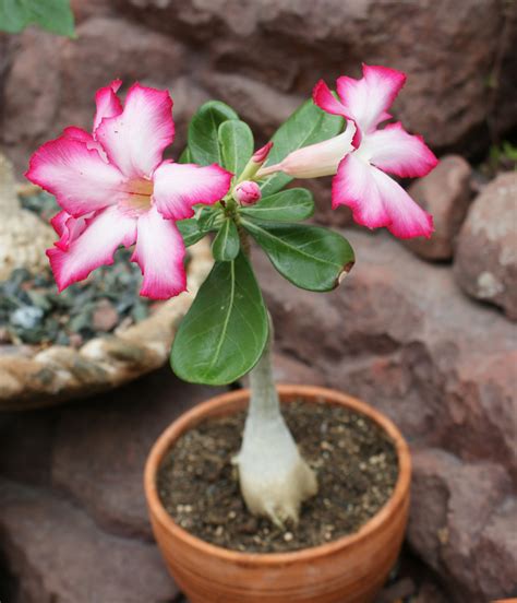 Photo #36432 | Adenium obesum | plant lust