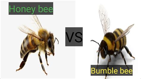 The Ultimate Guide To Differences And Similarities Between Bumble bee ...