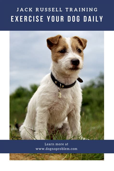 Jack Russell Training 2022 - How To Train A Jack Russell Successfully ...