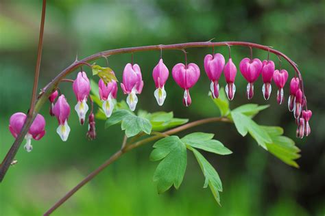 11 Vibrant Flowers That Attract Hummingbirds