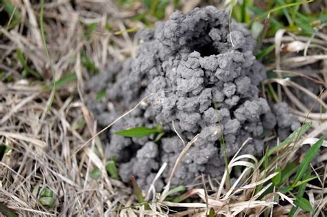 Diamonds in My Coal bucket: Appalachian Word of the Week -- CRAWDAD HOLE