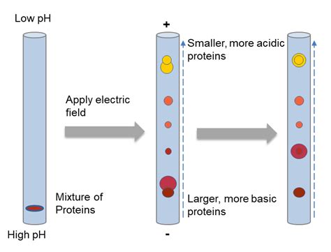 Two dimensional gel electrophoresis (2-DE) - Creative Proteomics Blog