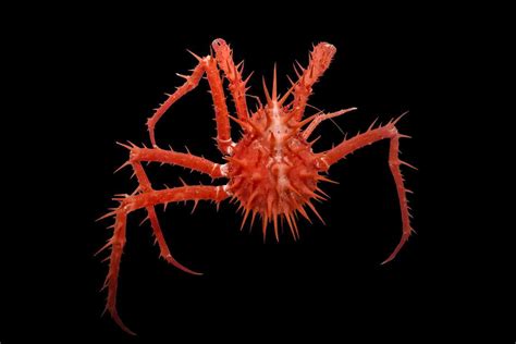 Red spiny crab : r/natureismetal