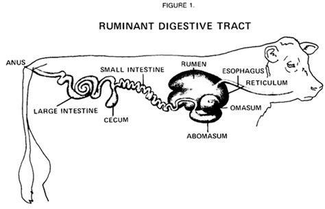 Digestion- You're on the Right Tract - Ruminant vs Non-Ruminant