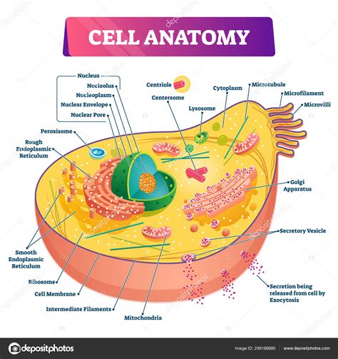 Cell anatomy vector illustration. Labeled educational structure diagram ...